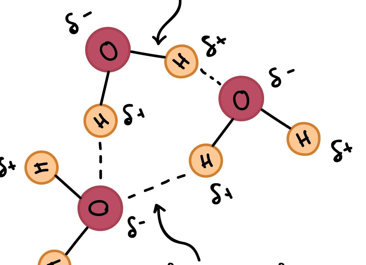 Что такое водородная связь? В каких молекулах и ионах она образуется и как влияет на их физические свойства?