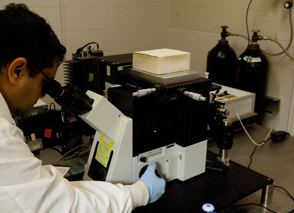 Биохимия: структура и функции биомолекул (белки, углеводы, липиды, нуклеиновые кислоты), ферменты, генетический код